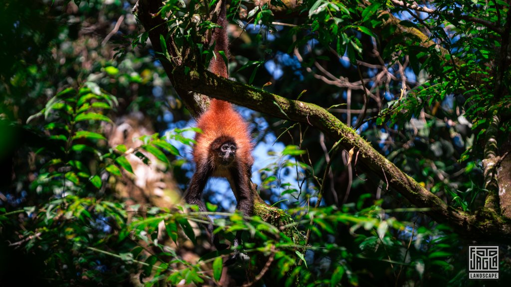 Affe h�ngt kopf�ber im Dschungel
Corcovado National Park
Costa Rica, Sirena Ranger Station