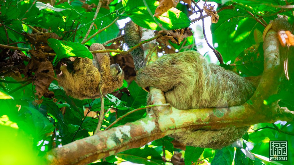 Faultier mit seinem Baby 
Corcovado National Park
Costa Rica, Sirena Ranger Station