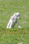 Neugeborenes Lamm auf einer Weide
Neuseeland (Südinsel)