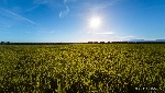 Landschaft Mallorca