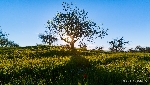 Landschaft Mallorca