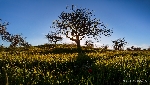 Landschaft Mallorca