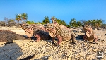 Landschaft Bahamas