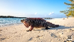 Landschaft Bahamas