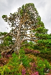 Landschaft Schottland