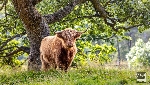 Landschaft Schottland