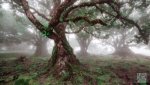 Landschaft Madeira