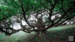 Landschaft Madeira