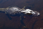 70000 Tons of Metal 2012 ::. Miami, Florida ::. Everglades