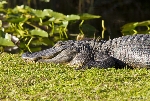 70000 Tons of Metal 2012 ::. Miami, Florida ::. Everglades