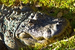 70000 Tons of Metal 2012 ::. Miami, Florida ::. Everglades