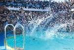 70000 Tons of Metal 2012 ::. Miami, Florida ::. Belly Flop Contest