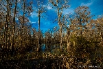 Landschaft Florida