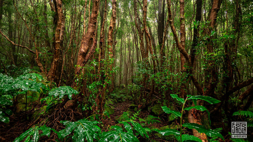 Das Waldgebiet Mata da Serreta auf der portugiesischen Insel Terceira sieht aus wie ein Dschungel oder Regenwald