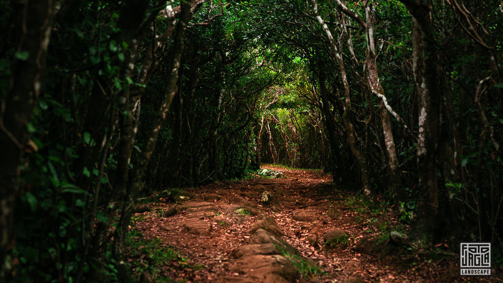 Kleiner Feldweg auf dem Monte Brasil Caldeira zum Sonnenuntergang auf der portugiesischen Azoren-Insel Terceira