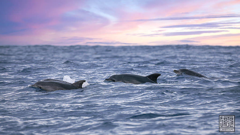 Whale Watching und Delfine Watching Tour mit Terra Azul auf der portugiesischen Insel São Miguel auf den Azoren