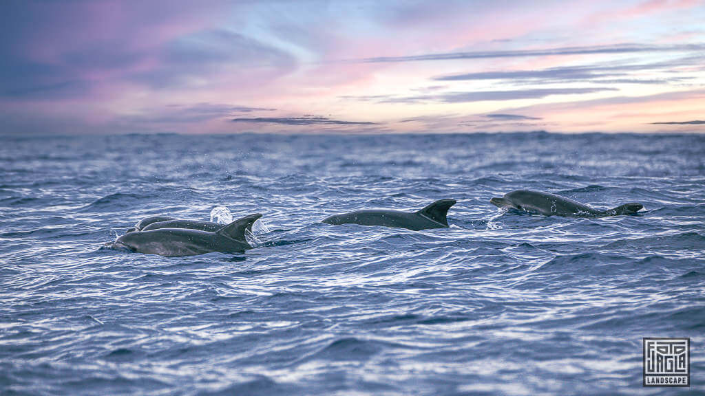 Whale Watching und Delfine Watching Tour mit Terra Azul auf der portugiesischen Insel São Miguel auf den Azoren
