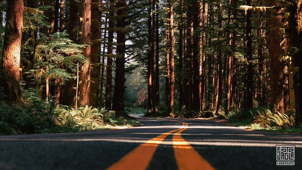Straße zum Hoh Rain Forest im Olympic National Park in Washington