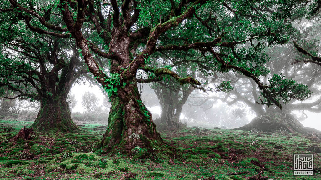 Fanal - Der mystische Nebelwald (Feenwald) ist ein Lorbeerwald auf Madeira in Portugal