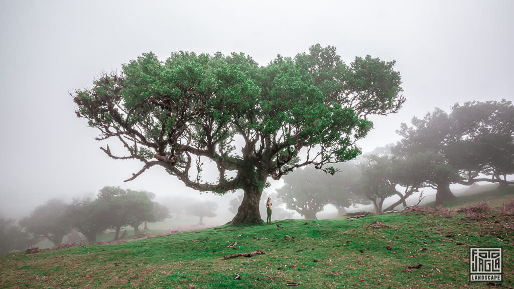 Fanal - Der mystische Nebelwald (Feenwald) ist ein Lorbeerwald auf Madeira in Portugal