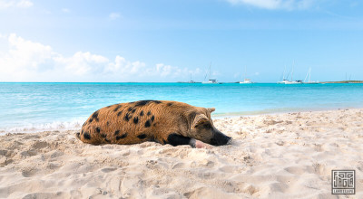 Bahamas - Eine Reise zu den schwimmenden Schweinen auf Exuma