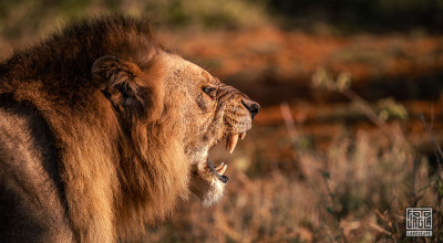 Südafrika - Reisebericht mit Highlights unserer dreiwöchigen Tour